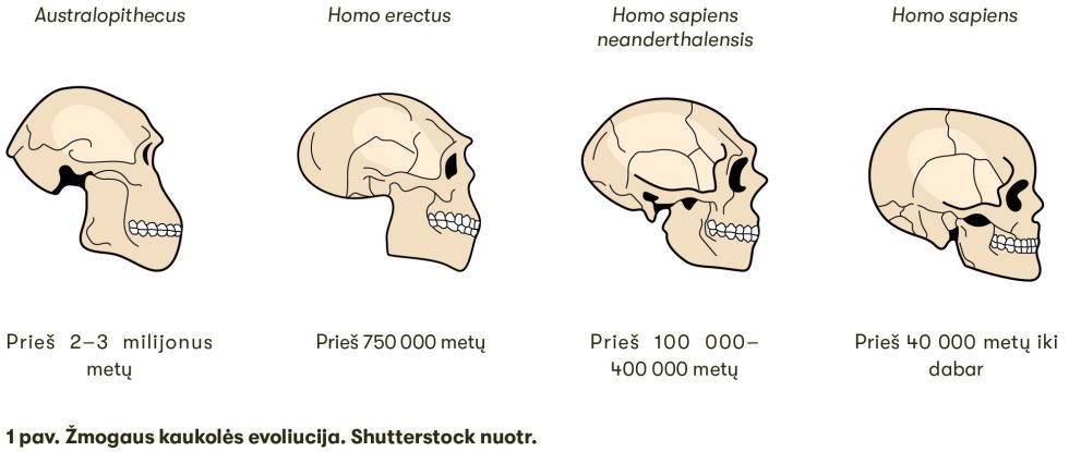 Kaukoles evoliucija