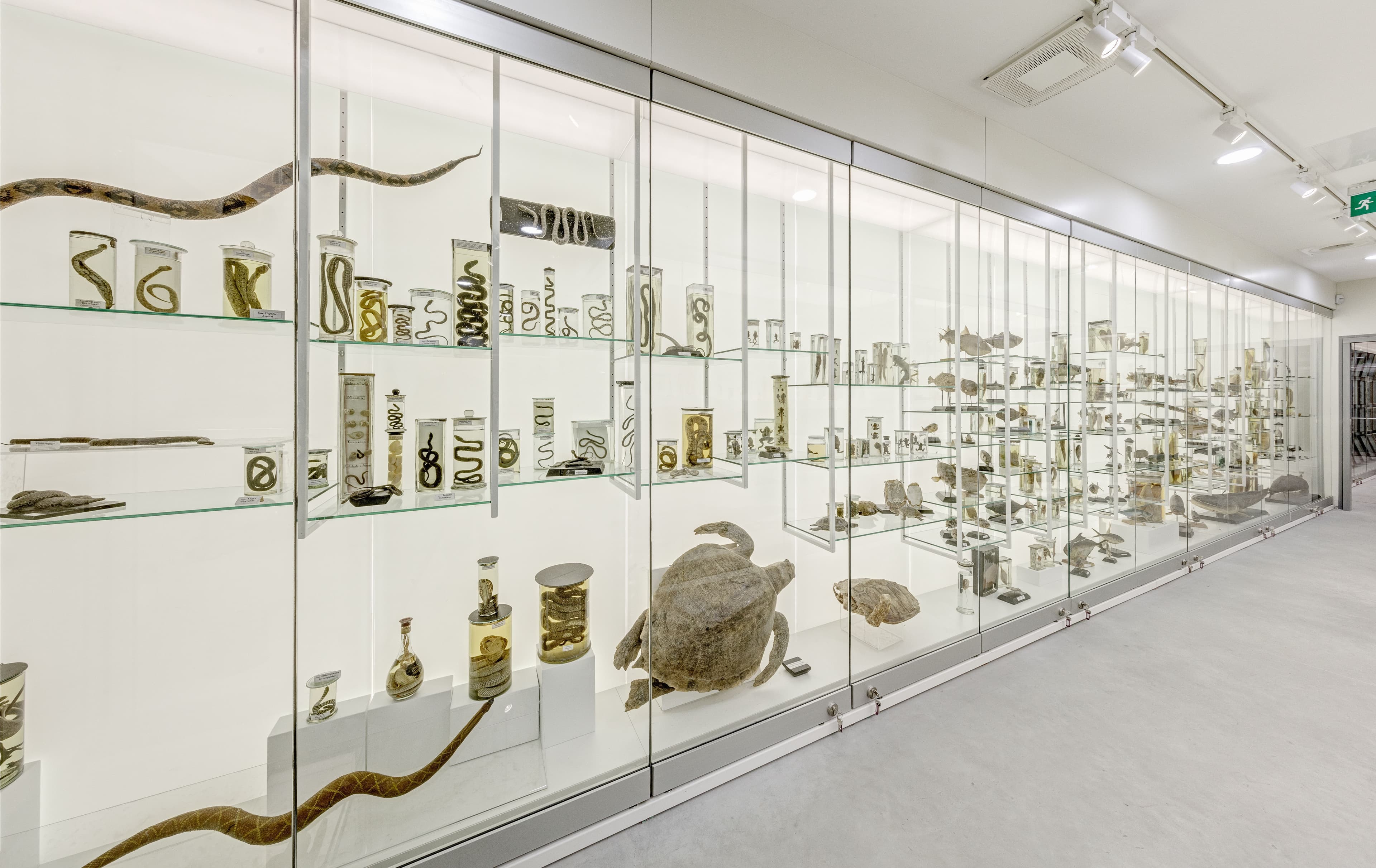 M_GMC_Biologine ivairove_III.jpg