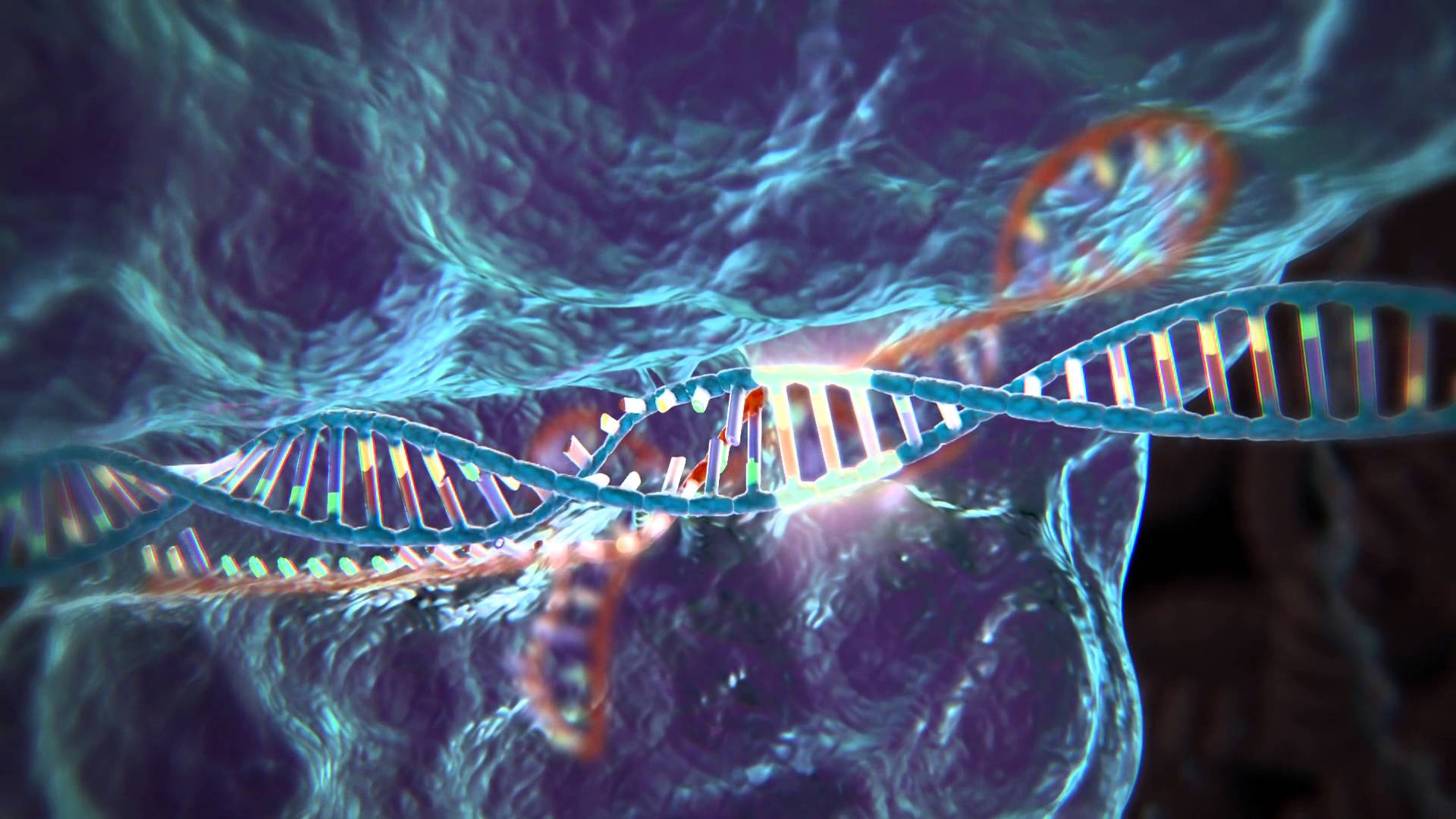 CRISPR stopkadras