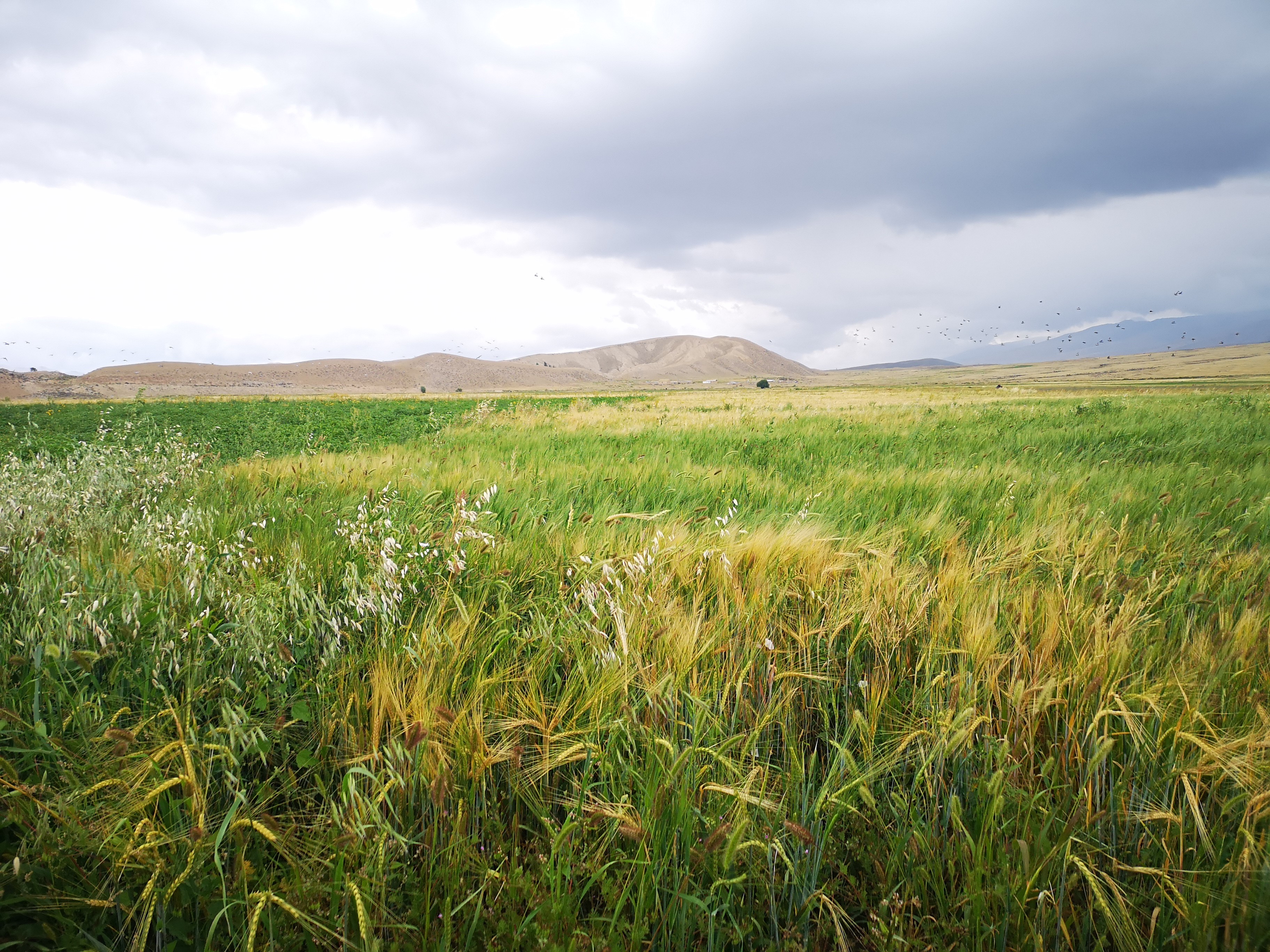 Barley field in the Kochkor valley Kyrgyzstan Dr. Giedre Motuzaite Matuzeviciute