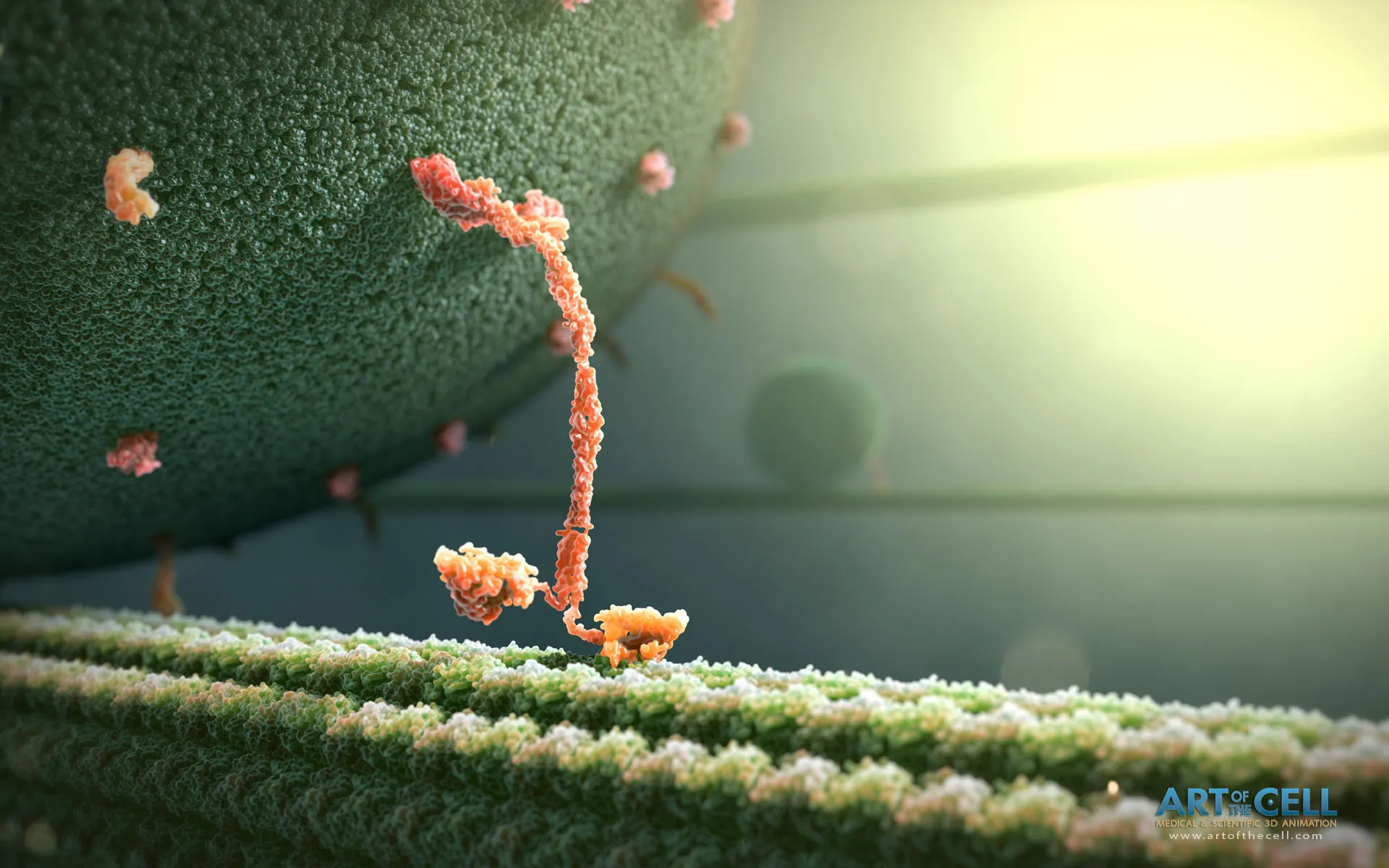 John Liebler Kinesin Protein Walking