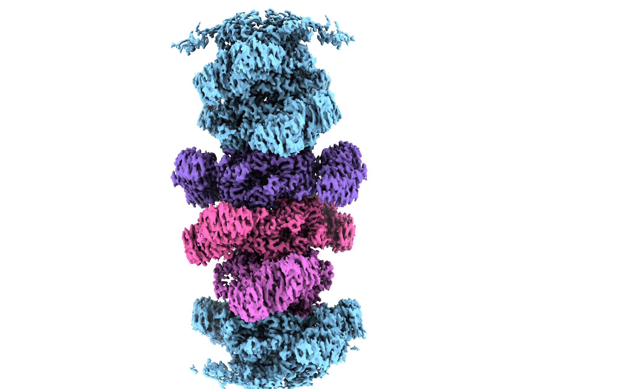 Spiralinė Thoeris SIR2 efektoriaus struktūra Helical filament structure of the Thoeris SIR2 effector