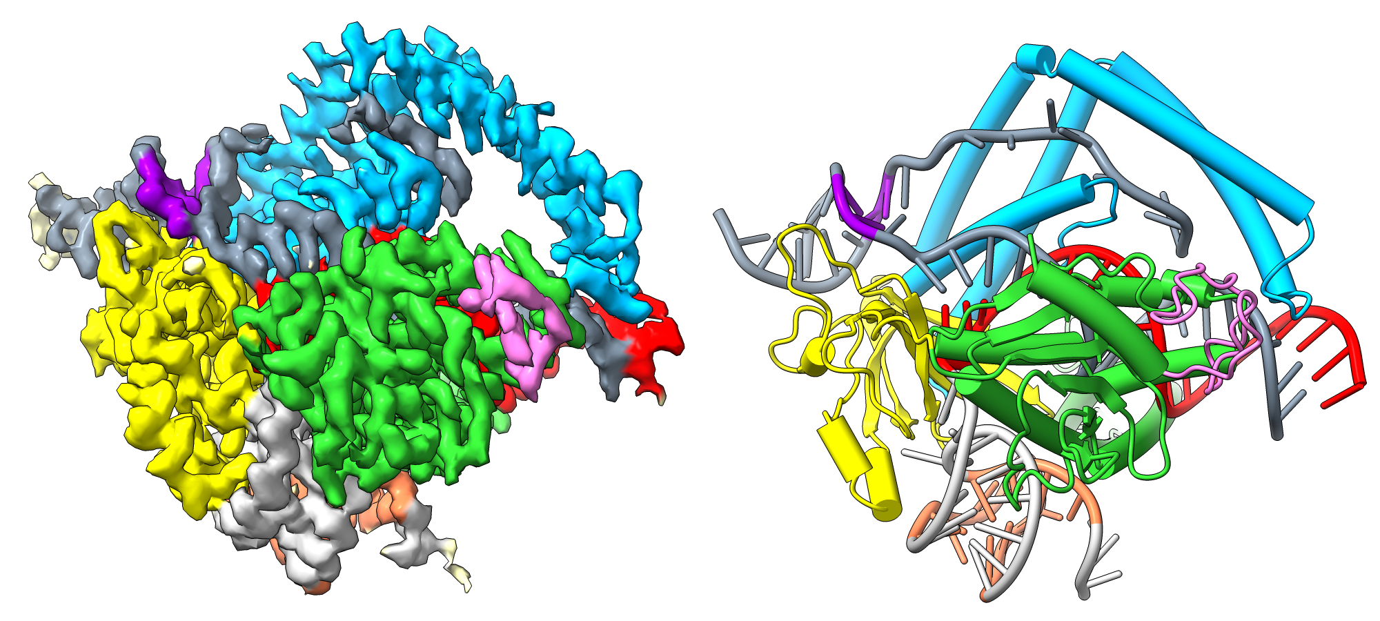 cas12m