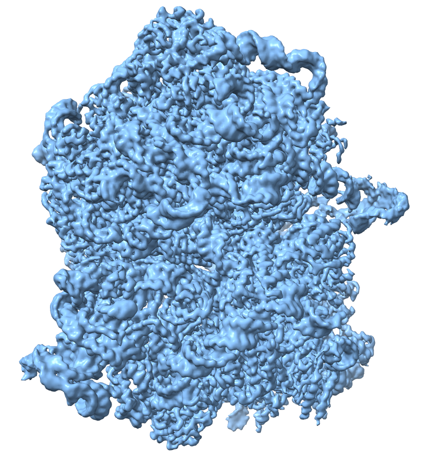 ribosoma