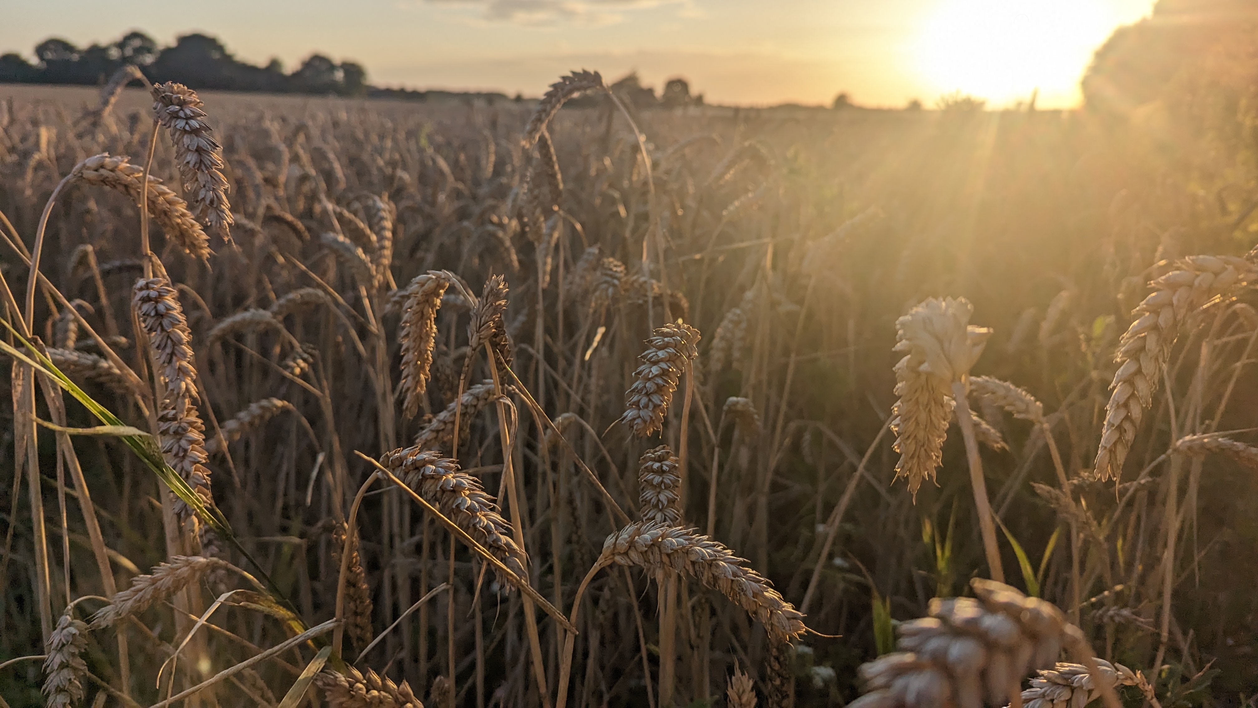 Photo by Giedrė Motuzaitė Matuzevičiūtė. Field of bread wheat