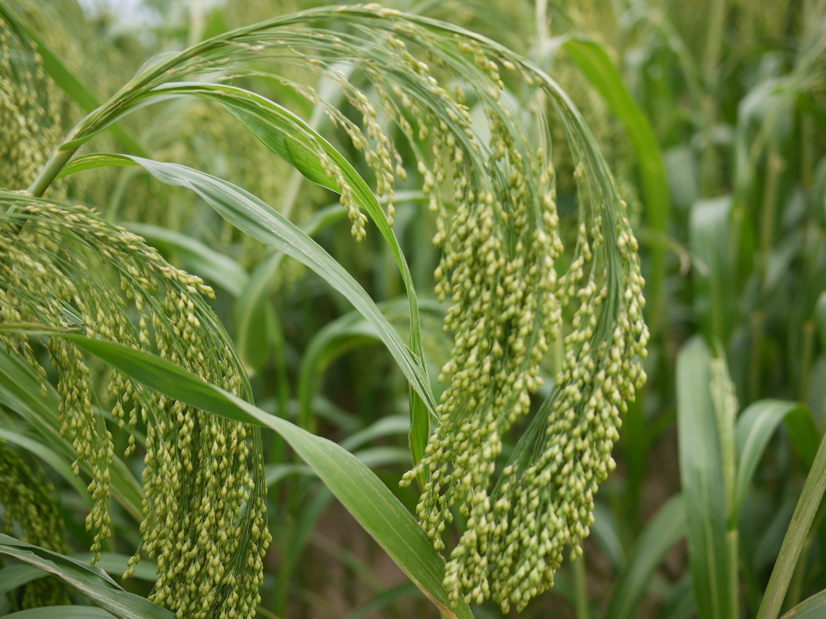 Soros Tyrėjų nuotr