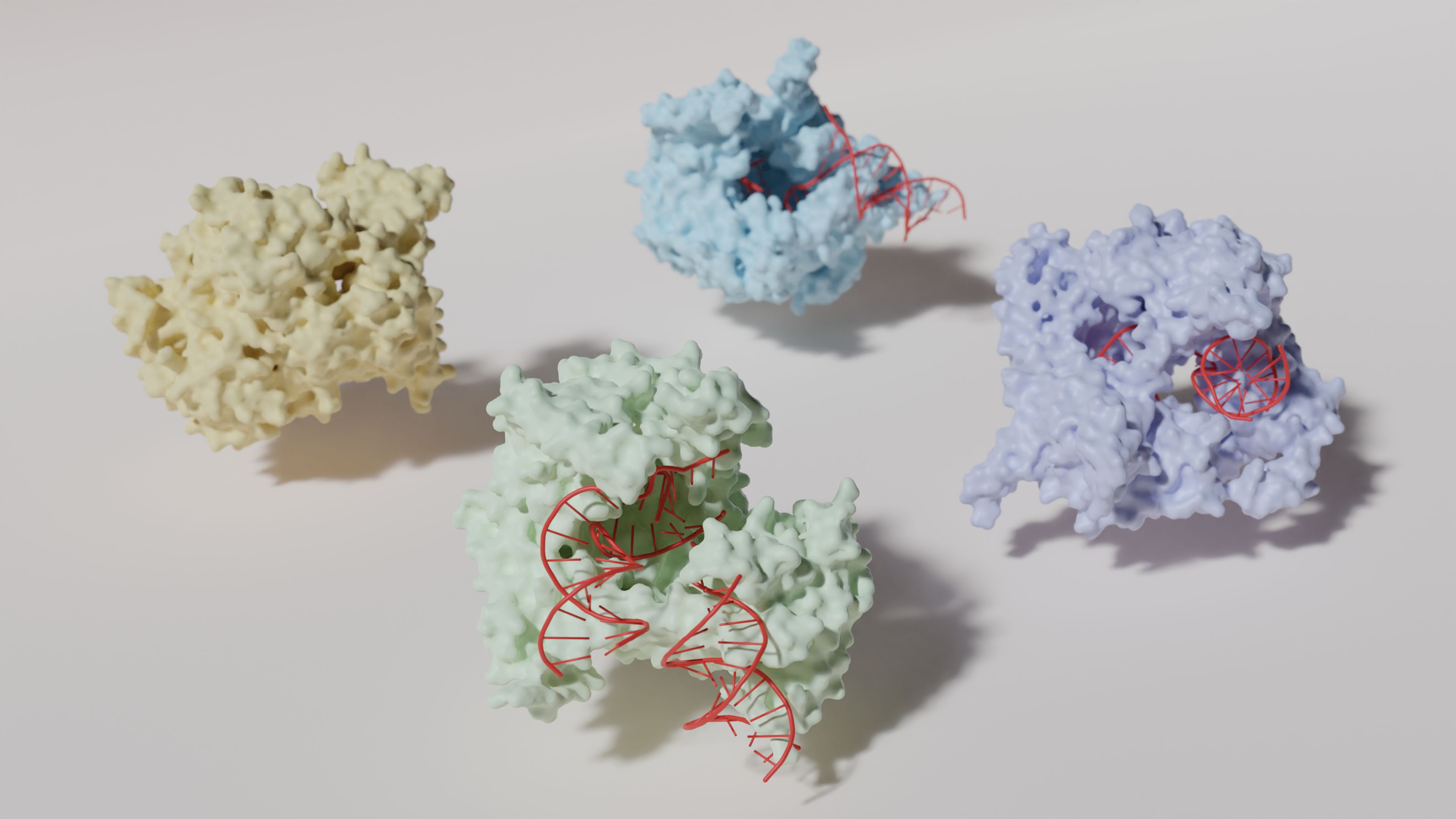 Biomatter Designs sumodeliuoti baltymai