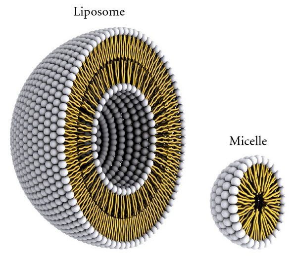 Azucena Gonzalez Gomez Zeinab Hosseinidoust Liposomes for Antibiotic Encapsulation and Delivery ACS Infectious Diseases 2020 