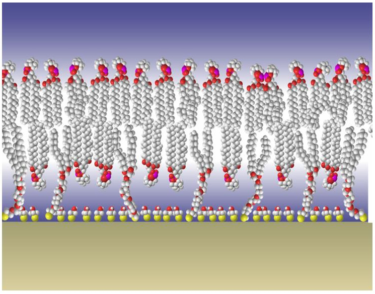 Molecular scale Structural and Functional Characterization of Sparsely Tethered Bilayer Lipid Membranes Biointerphases