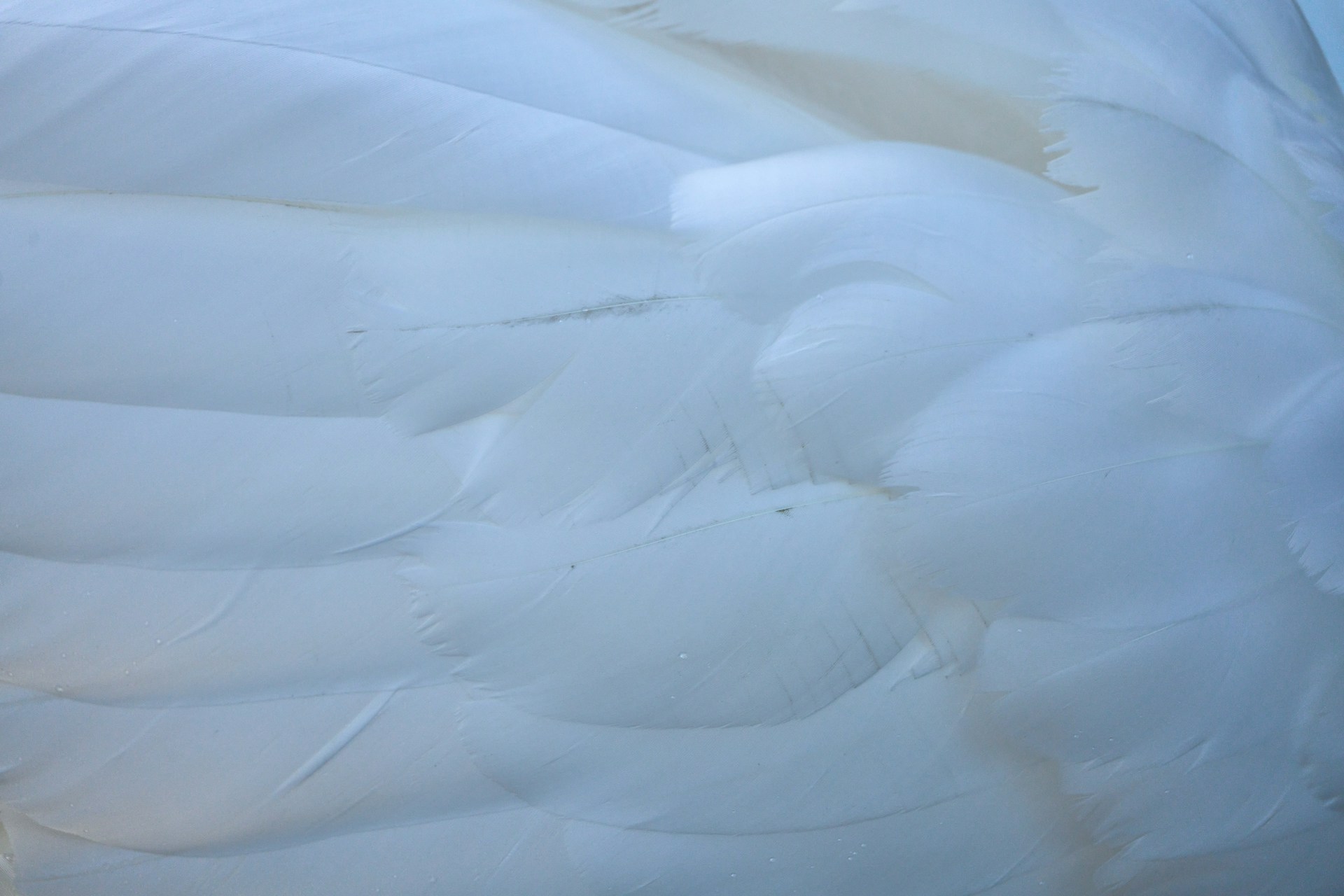 wolfgang hasselmann G0tAZKxce3M unsplash